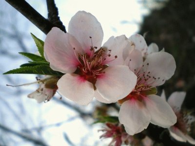 Flor de pessegueiro