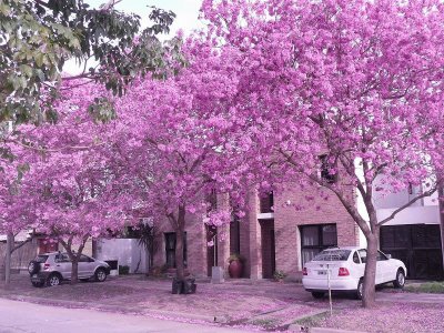 jacaranda