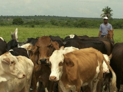 Lidando com o gado