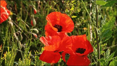 amapolas