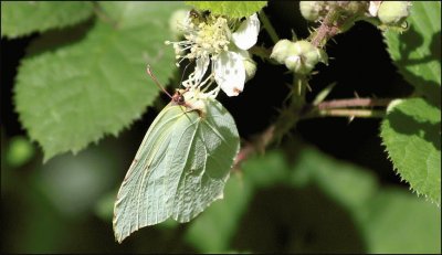 mariposa hoja