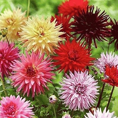 Dahlia 's