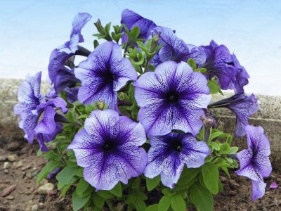 petunias