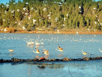 flamencos