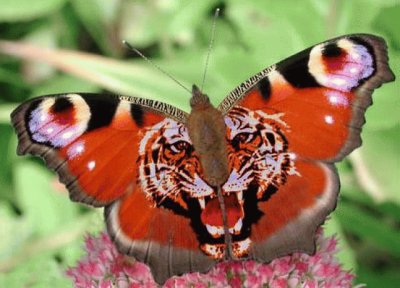 mariposas