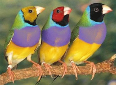 pajaros