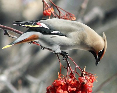 pajaros