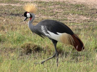 pajaros