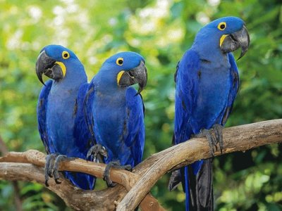 pajaros