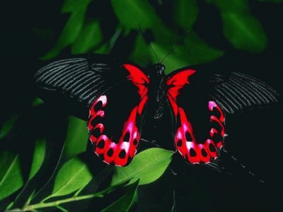 mariposas