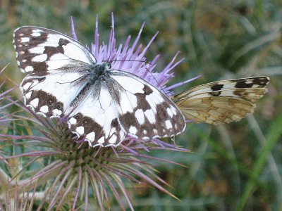 mariposas