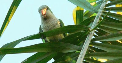 Perico quiere la papa