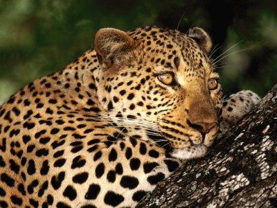 leopardo