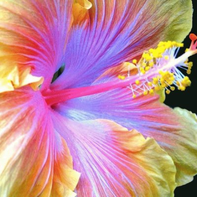 Hibiscus