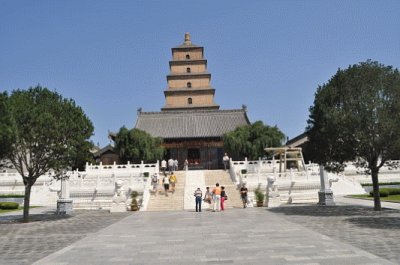 pagoda oca selvatica