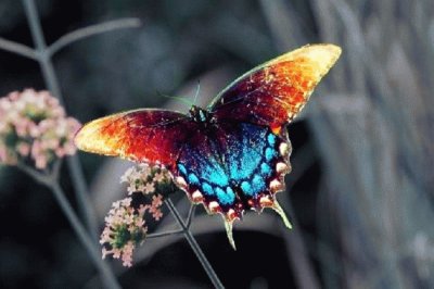 mariposas