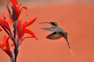 colibrÃ­