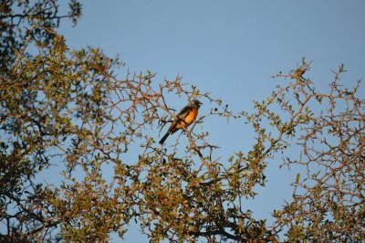 thraupis bonariensis