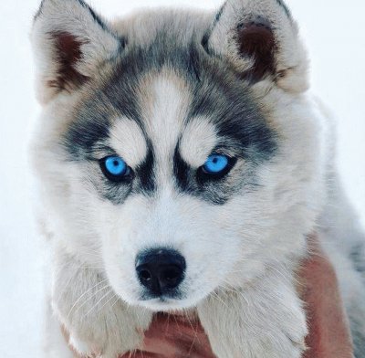 Blue eyes