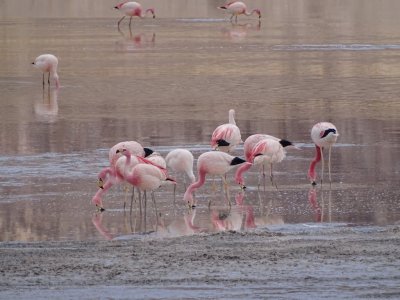 Laguna Grande. Catamarca. Argentina