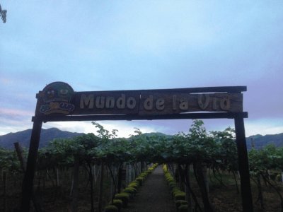 viÃ±edos