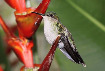 colibrÃ­