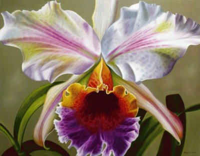 Cattleya Orchid