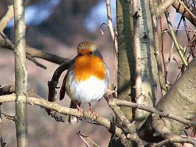 Robin