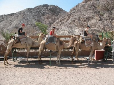 camel ranch