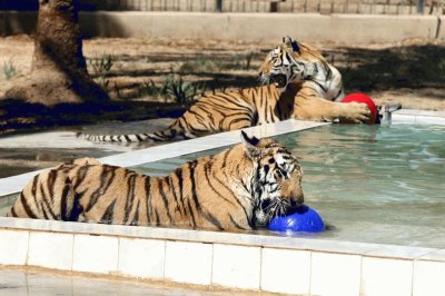 zoo baghdad