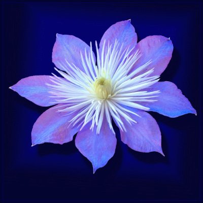 Bleu Clematis