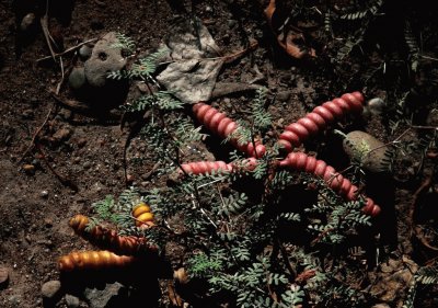 prosopis strombulifera