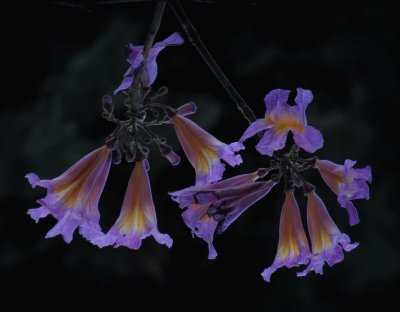 flores de lapacho