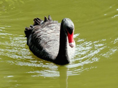 cisne