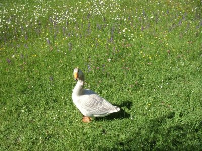 Gans auf Wiese