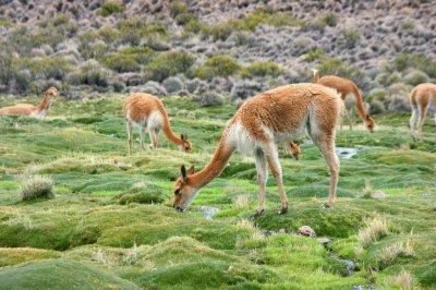 vicuÃ±as