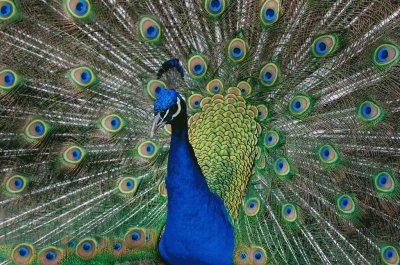 pavo real