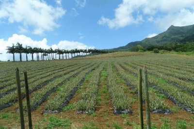 Plantação de Abacaxis