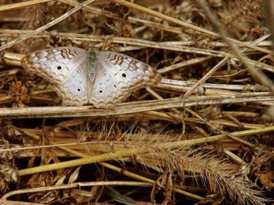 mariposa otoÃ±al