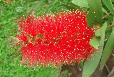 callistemon citrinus