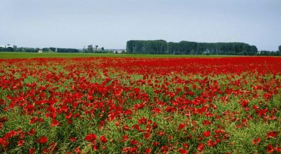 amapolas