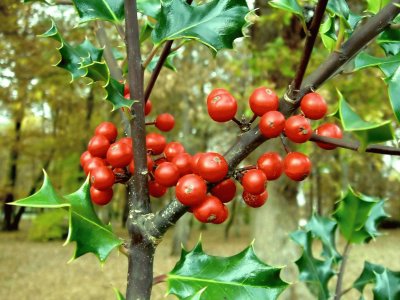 viburnum