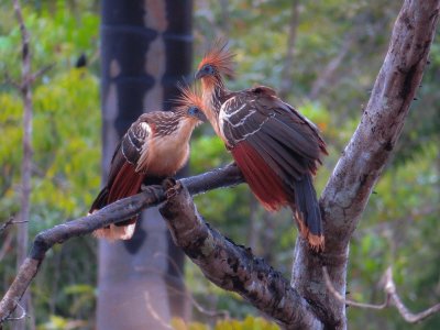 Casal de Cigana