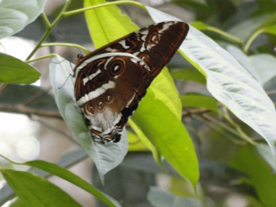 Borboleta