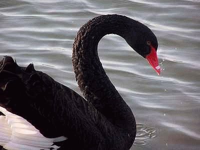 Black Swan