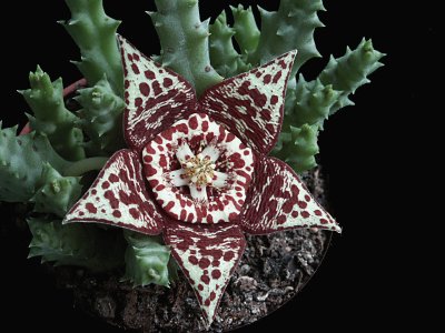 stapelia pulchellus