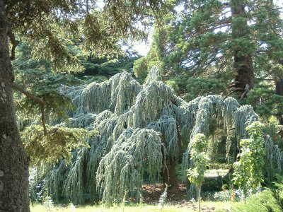 Orto Botanico Crimea