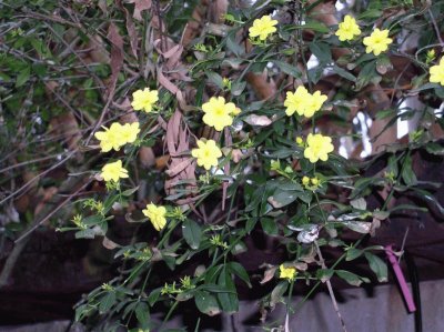 jasminum nudiflorum