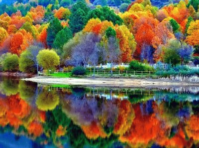 bosque de colores