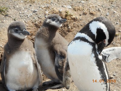 Pinguins de Magalhães